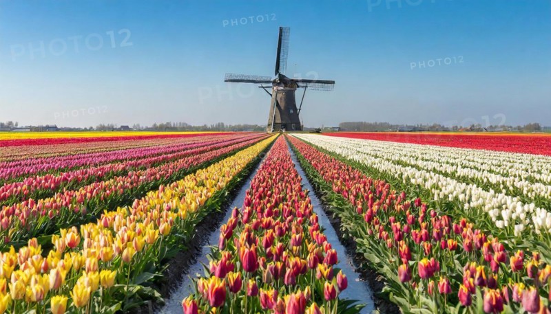 Agriculture, dense, intensely colourful blooming tulip field with a windmill, in Holland, AI generated, AI generated