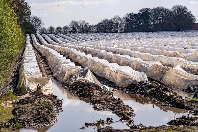 Wet asparagus fields, asparagus stems under foil, for faster growth, near Kirchhellen, district of Bottrop, North Rhine-Westphalia, Germany, Europe