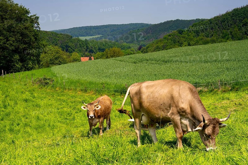 Dairy cows on a pasture in Elfringhauser Schweiz, on Schanzerweg, Hattingen, North Rhine-Westphalia, Germany, Europe