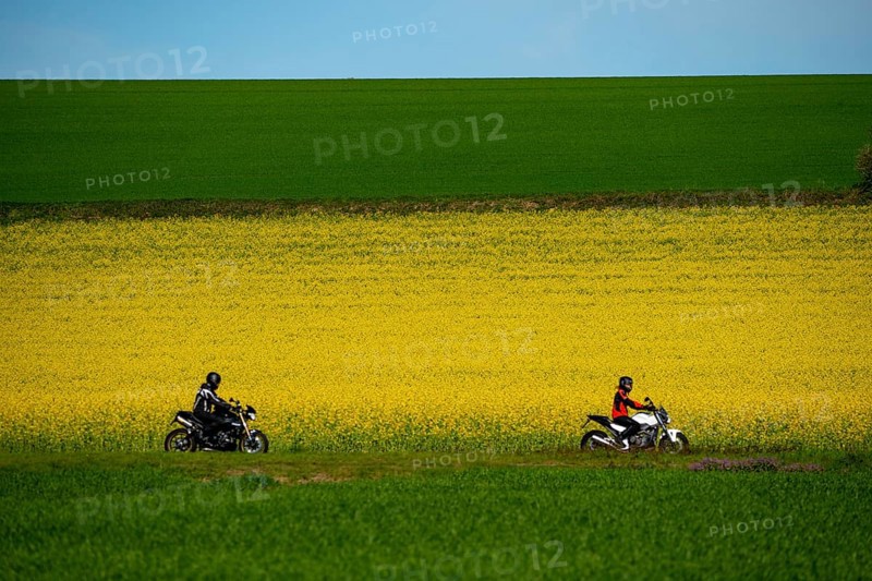 Country road by a flowering rape field, landscape near Mülheim an der Ruhr, Germany, Europe