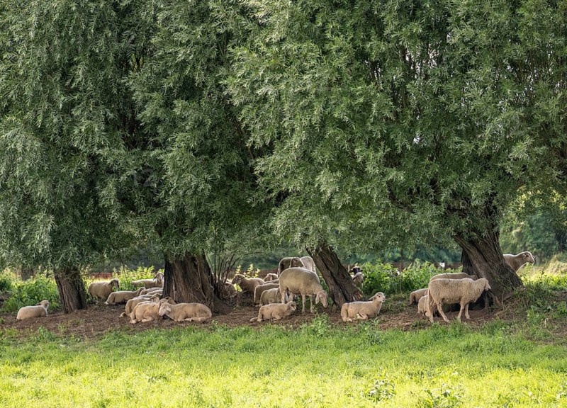 Duisburg Friemershein, sheep on a pasture in the floodplain along the Rhine, pollarded willow trees, Rheinaue Friemersheim nature reserve, North Rhine-Westphalia, Germany, Europe