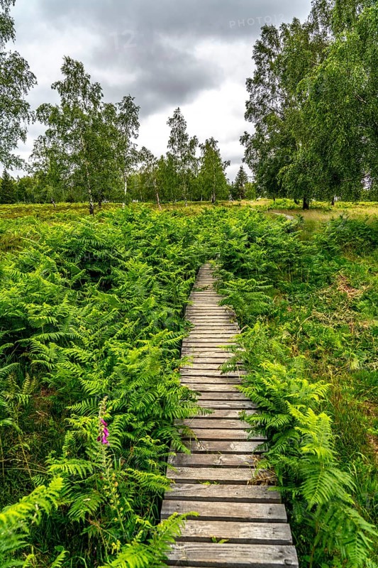 Bohlenweg, in the Struffelt nature reserve, near Roetgen-Rott, part of the Eifelsteig long-distance hiking trail, Hohes Venn-Eifel nature park Park, North Rhine-Westphalia, Germany, Europe