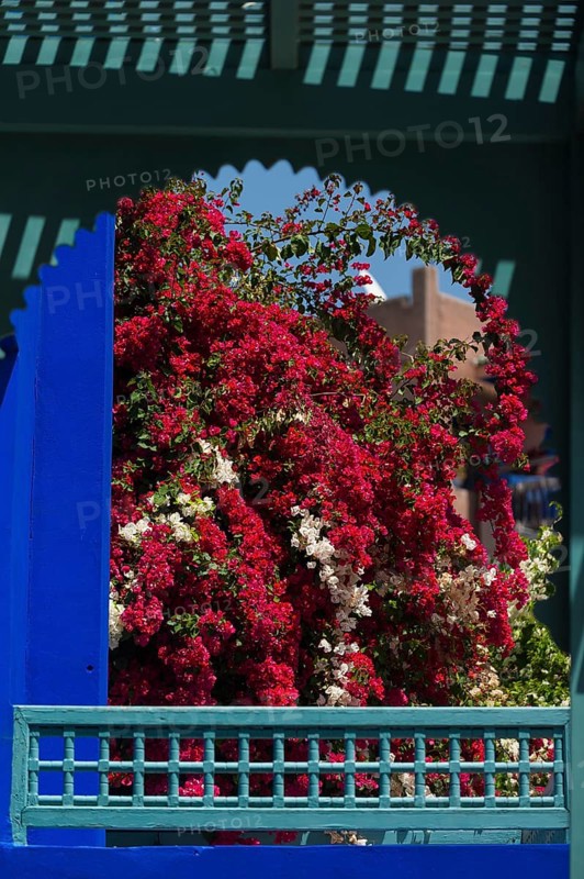 Majorelle Garden, botany, bougainvillea, flora, plant, botany, tropical, climate, architecture, indigo, blue, tree, park, decoration, attraction, travel, holiday, Marrakech, Morocco, Africa