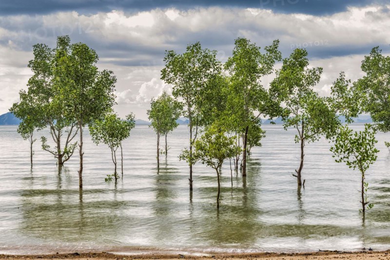 Trees in the water on a flooded stretch of beach on the island of Koh Yao Noi, water level, climate change, scenarios, weather, extreme weather, dramatic, gloomy, threatening, scenario, weather warning, severe weather, severe weather warning, climate, world climate, water level, flood, sea, sea level, nature, force of nature, natural spectacle, natural disaster, coast, coastal landscape, beach, scenery, tree, clouds, cloudy, future, future scenario, Thailand, Asia