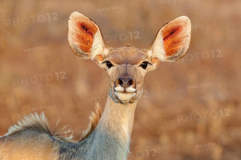Greater kudu (Tragelaphus strepsiceros), adult female looking at camera, alert, head close-up, animal portrait, evening light, Kruger National Park, South Africa, Africa