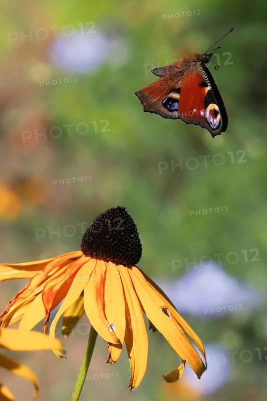 A european peacock (Inachis io) flies over a yellow flower, coneflower (Rudbeckia fulgida), in a natural environment, Hesse, Germany, Europe