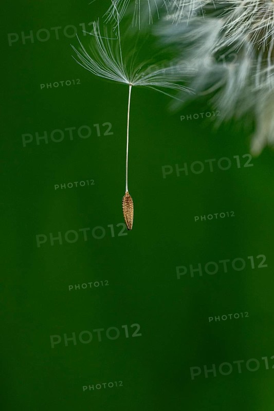 Common dandelion (Taraxacum) in detail, Mindelheim, Bavaria, Germany, Europe