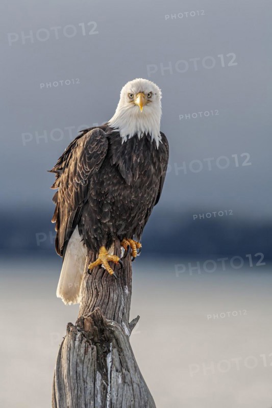 Bald eagle, Haliaeetus leucocephalus, sitting, adult, winter, Homer, Alaska, USA, North America