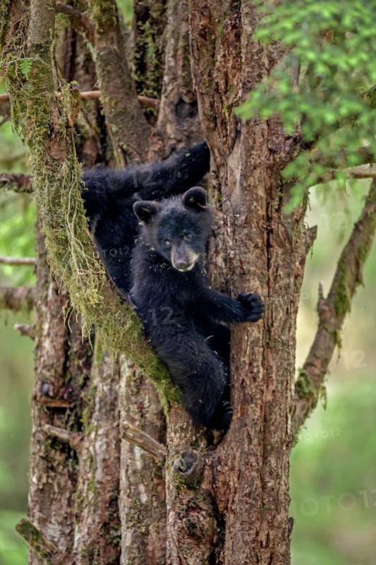 Two black bear cubs sitting in a tree, Ursus americanus, Southeast Alaska, Inside Passage, Alaska, USA, North America