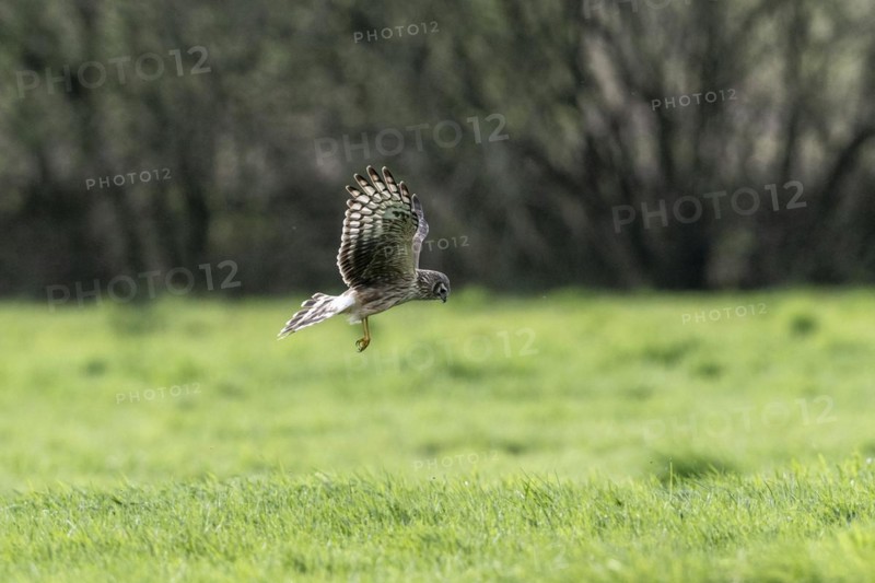 Hen harrier (Circus cyaneus), Emsland, Lower Saxony, Germany, Europe