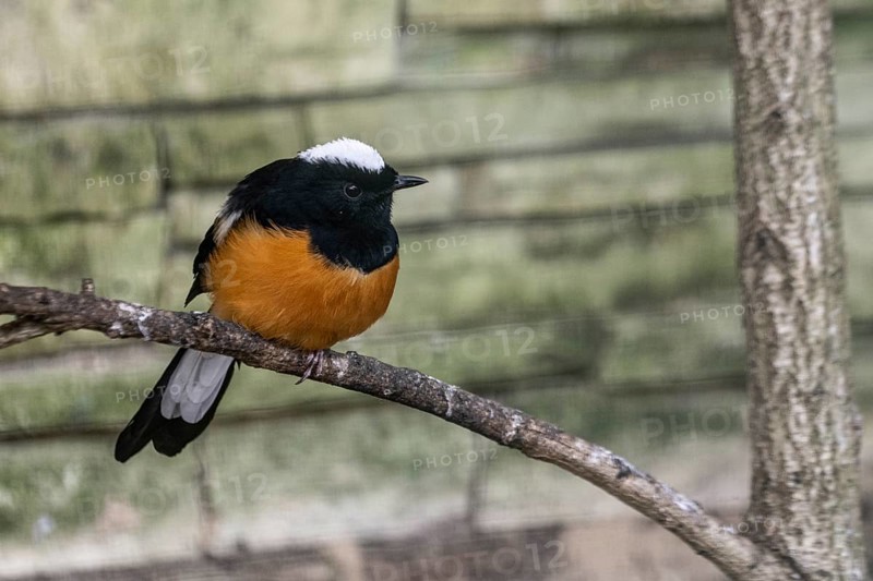 Borneoschama (Copsychus stricklandi), Walsrode Bird Park, Lower Saxony, Germany, Europe