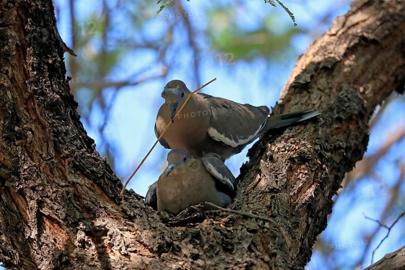 White-winged dove (Zenaida asiatica), adult, pair, mating, on tree, with nesting material, Sonora Desert, Arizona, North America, USA, North America