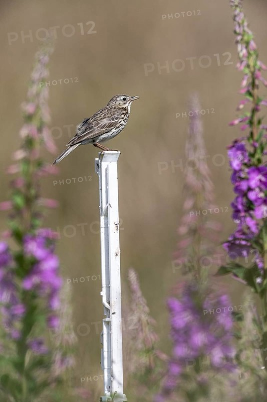 Tree pipit (Anthus trivialis) sitting on a pasture fence between willowherbs (Epilobium angustifolium), Emsland, Lower Saxony, Germany, Europe
