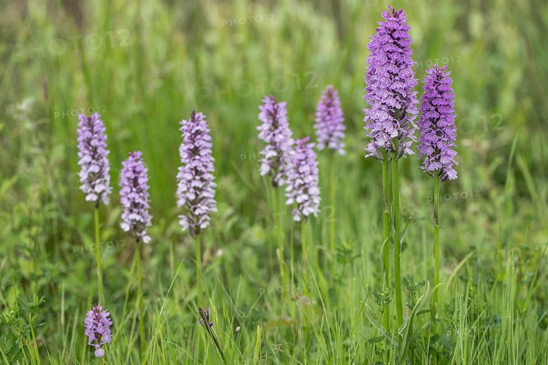 Southern marsh orchid (Dactylorhiza praetermissa), Emsland, Lower Saxony, Germany, Europe