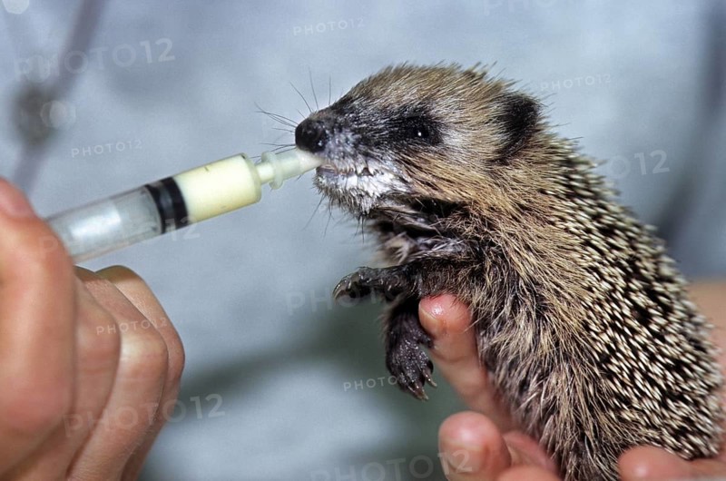 Orphaned baby European hedgehog (Erinaceus europaeus) drinking milk by hand in animal shelter