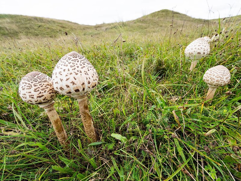 Brown Parasol fungus (Chlorophyllum brunneum), growing amongst the sand dunes, a wide angle view of four caps, all still closed, island of Texel, Holland
