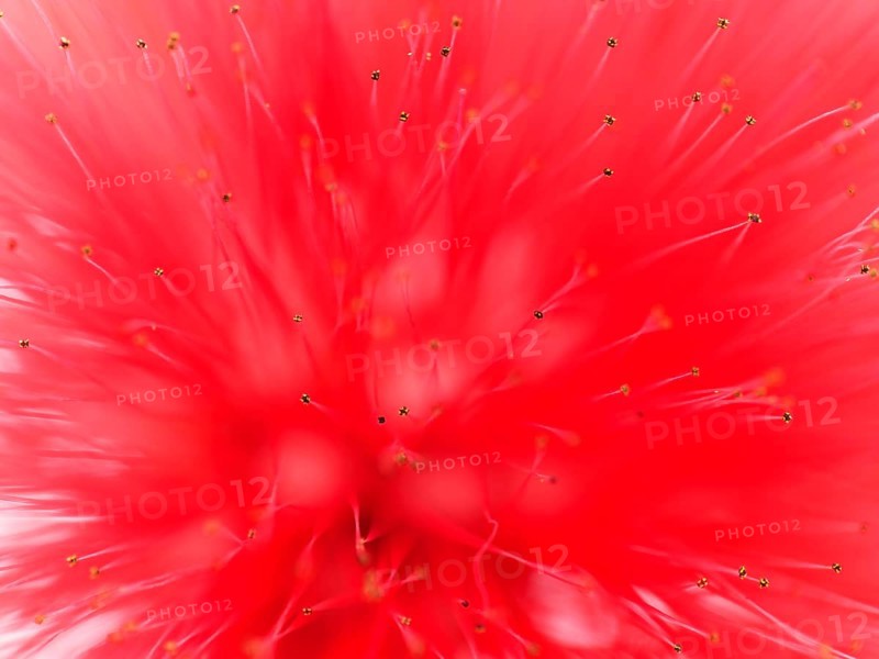 Macro photograph of a flower of the red powder puff (Calliandra tweedii)