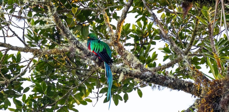Resplendent quetzals (Pharomachrus mocinno) sitting on a tree in the cloud forest, Parque Nacional Los Quetzales, Costa Rica, Central America