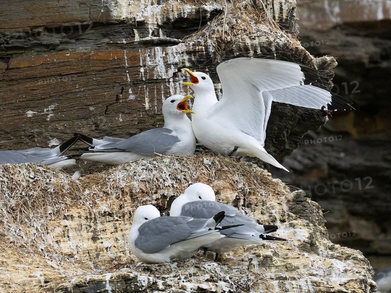 Black-legged kittiwake (Rissa tridactyla), greeting ceremony of pair at nest in breeding colony, on coastal cliffs of Arctic Ocean, May, Varanger Fjord, Norway, Europe