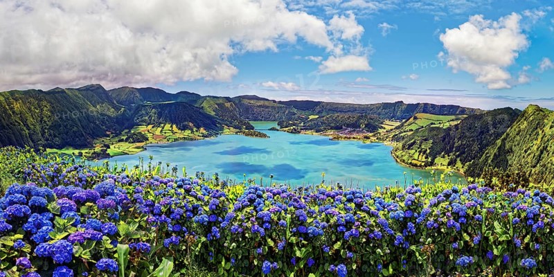 Bright sunshine over blue hortensias (Hydrangea) in front of the crater lake Lagoa Azul with crystal clear water, Lagoa Verde, Lagoa Azul, Lagoa de Santrago, Caldeira das Sete Cidades, Sete Cidades, Sao Miguel Island, Azores, Portugal, Europe