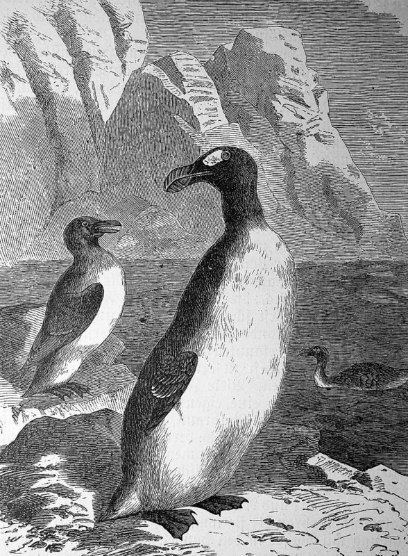 Giant Auk, Pinguinus impennis, Syn.: Alca impennis, an extinct flightless seabird, illustration from 1880, historical, digital reproduction of an original from the 19th century