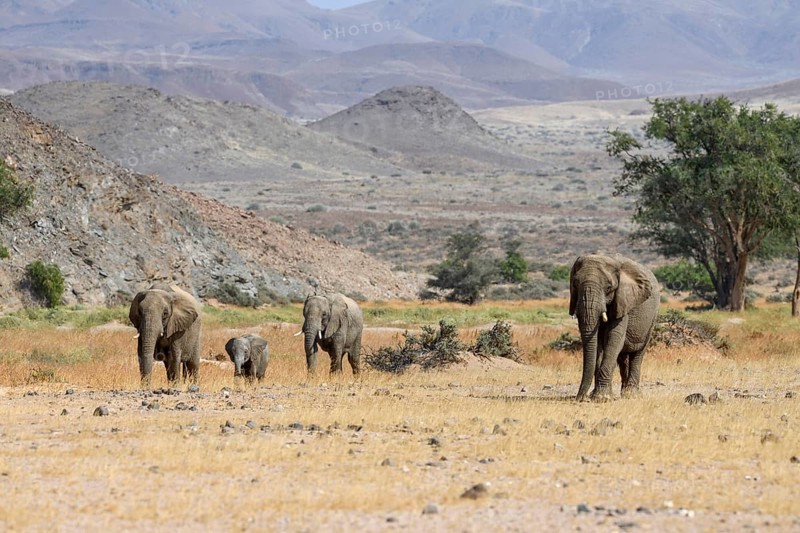 Desert elephants (Loxodonta africana) in the Huab dry river, Damaraland, Kunene region, Namibia, Africa