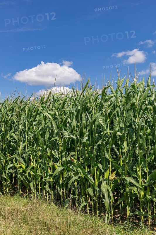 Symbolic image, renewable energies, maize plants, field, biogas plant, feed maize, immature, clouds, Baden-Württemberg, Germany, Europe