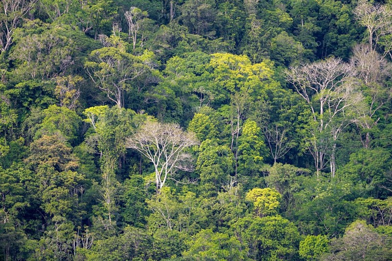 Treetops, dense rainforest with trees, Osa Peninsula, Puntarena Province, Costa Rica, Central America