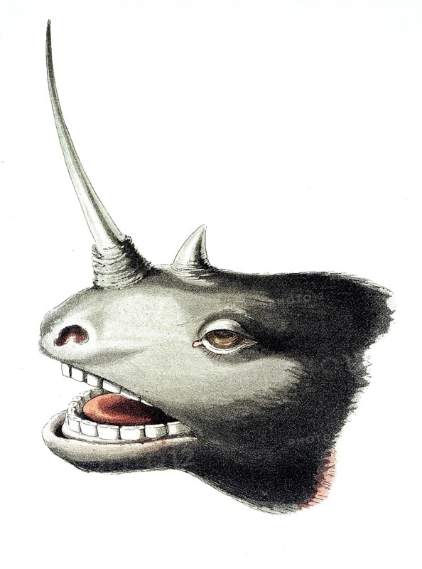 The head of a rhinoceros with overgrown horn, thought to be a unicorn, 1822, Litho by Clark after Campbell, Historical, digitally restored reproduction from a 19th century original, Record date not stated
