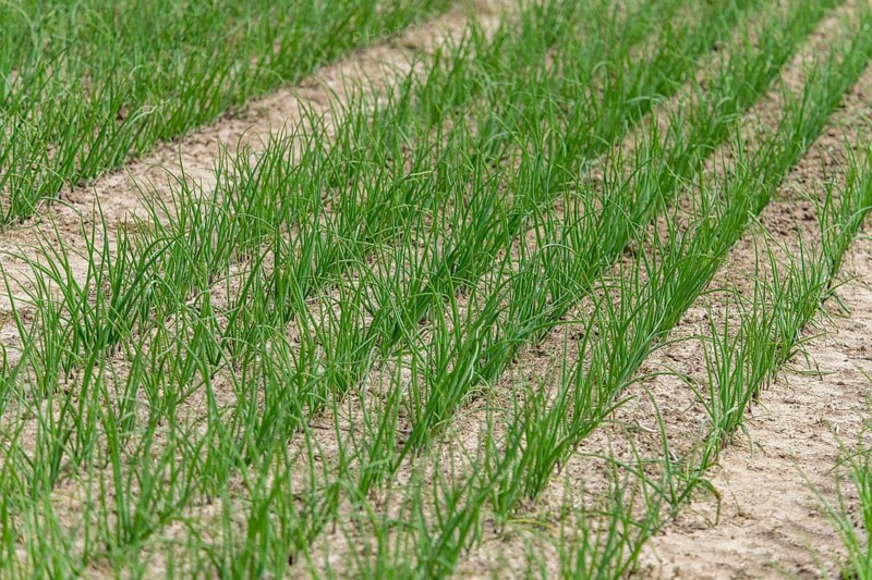 Young leek in field, (Allium porrum), Baden-Württemberg, Germany, Europe