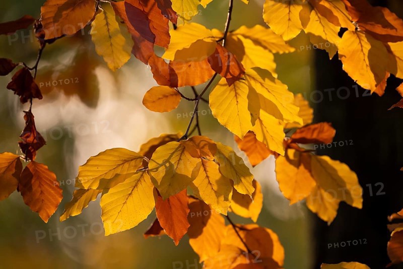 Autumn coloured leaves against the light, Rosensteinpark, Stuttgart, Baden-Württemberg, Germany, Europe