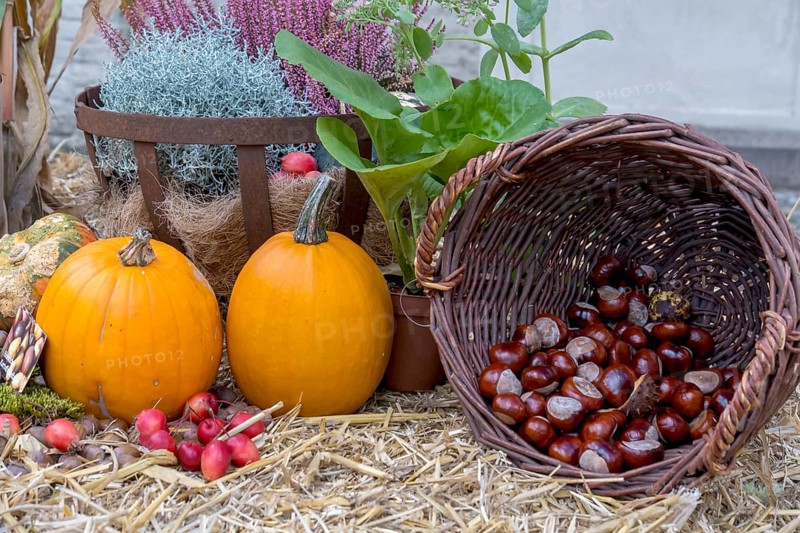 Autumnal still life with pumpkins, chestnuts, heather and ornamental apples on straw, North Rhine-Westphalia, Germany, Europe