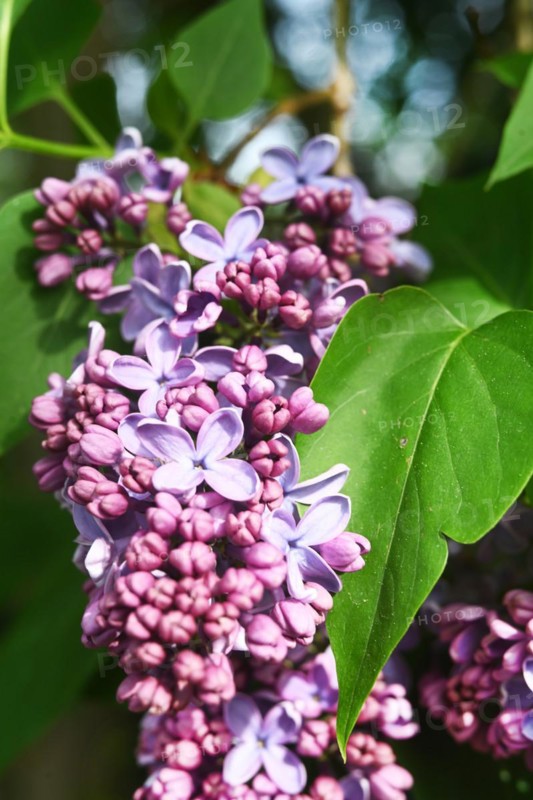 Iserlohn. This year's unusually warm weather in April has already given us a May. Nature exploded in a frenzy of colour. The unusually warm weather in April this year has already given us a May. Nature exploded in a riot of colours