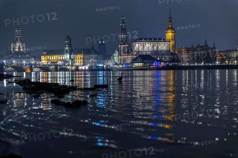 At the first flood of 2024, the peak has been passed and the water levels are slowly falling again. The Elbe meadows on the Neustäter Ufer are still flooded and the historic old town skyline is reflected impressively large A heron strides along the banks of the Elbe, Dresden, Saxony, Germany, Europe