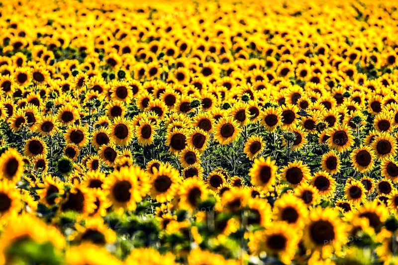 Sunflowers in a field, Mallnow