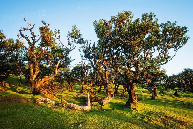 Centuries-old til trees in fantastic magical idyllic Fanal Laurisilva forest on sunset. Madeira island, Portugal, Europe