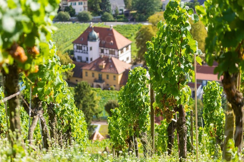 The idyllic, listed Hoflößnitz is a jewel of the Saxon wine culture landscape and the first and only producer in Saxony that is fully committed to organic cultivation and produces certified organic Saxon wines. Saxony's only viticulture museum with a permanent and special exhibition on regional viticulture is located in the historic buildings and on the neighbouring open space. View from the vineyard into the valley, Haus Höflößnitz, Radebeul, Saxony, Germany, Europe