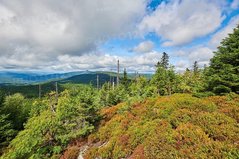Vegetation with Norway spruce (Picea abies) and colored European blueberry (Vaccinium myrtillus) on Mount Lusen in late summer, Bavarian Forest, Bavaria, Germany, Europe