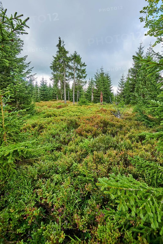 Vegetation with Norway spruce (Picea abies) and colored European blueberry (Vaccinium myrtillus) on Mount Lusen in late summer, Bavarian Forest, Bavaria, Germany, Europe