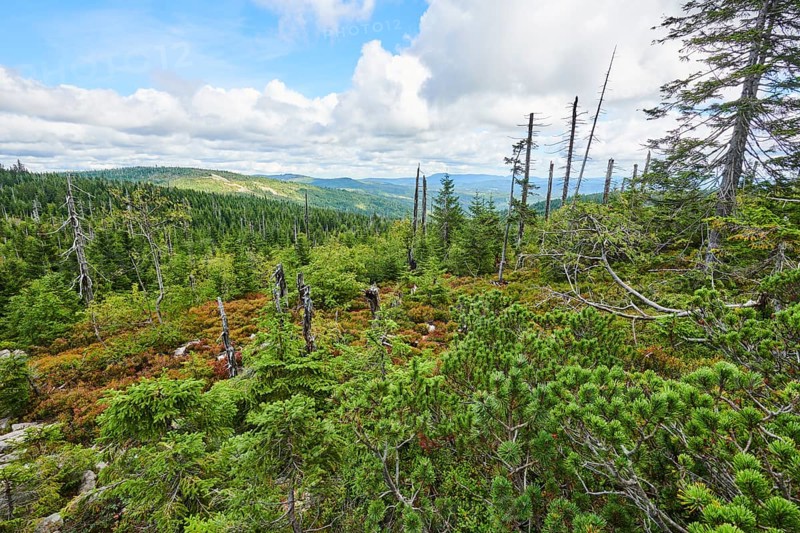 Vegetation with Norway spruce (Picea abies) and colored European blueberry (Vaccinium myrtillus) on Mount Lusen in late summer, Bavarian Forest, Bavaria, Germany, Europe