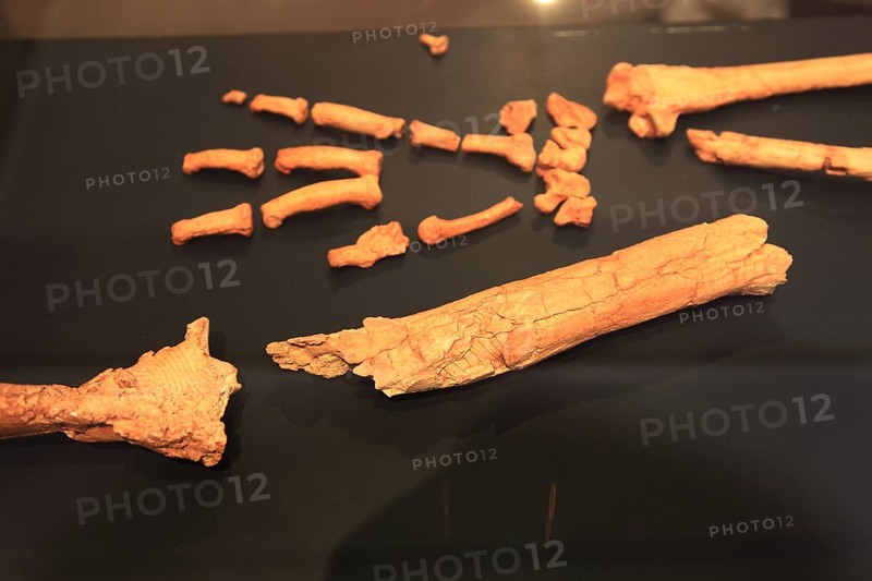 Addis Ababa, in the Ethnological Museum, illustration of Luci, Lucy refers to the partial skeleton of an individual of the species Australopithecus afarensis, Ethiopia, discovered in the Afar Triangle in 1974 and interpreted as female, Africa