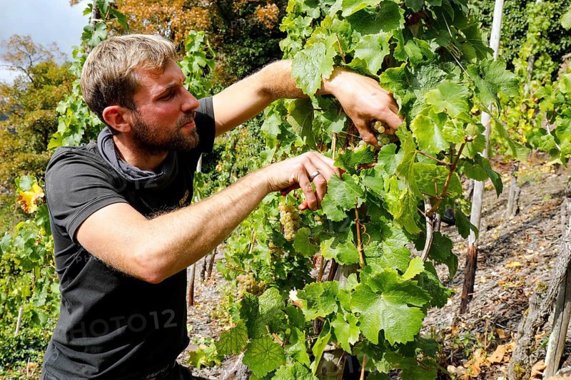 Winemaker Kilian Franzen harvesting Riesling grapes in one of the steepest vineyards in Europe, Neef, 30/09/2020