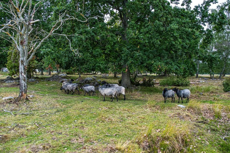 Sheep grazing under the Öland Bridge (Ölandsbron) in the evening light, Kalmar, Kalmar län, Sweden, Scandinavia, Northern Europe, Europe
