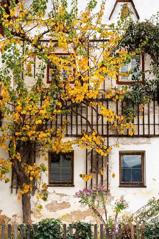 A house in Hallstatt in autumn. A tree in a trellis with yellow leaves. Hallstatt, Gmunden, Salzkammergut, Upper Austria, Austria, Europe