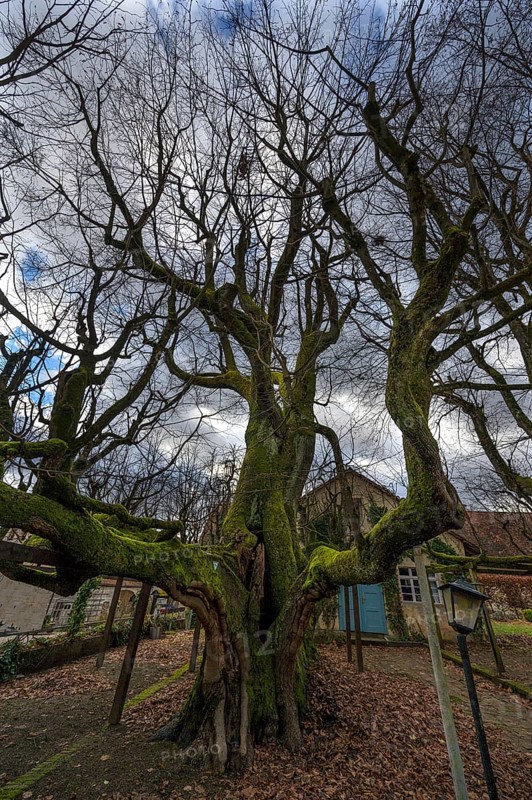 500-year-old summer lime tree (Tilia platyphyllos), Kersbach, Middle Franconia, Bavaria, Germany, Europe