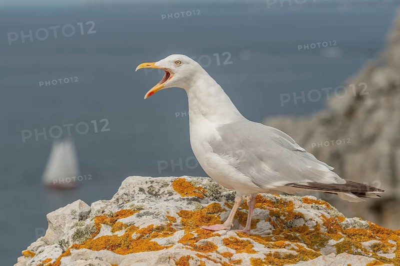 Herringgull (Larus argentatus) screaming on a rock at the edge of a cliff. Camaret, Crozon, Finistere, Brittany, France, Europe