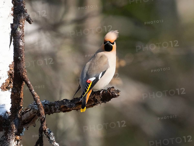 Bohemian waxwing (Bombycilla garrulus) feeding on Willow catkins, (Salix sp.), May, Finnish Lapland