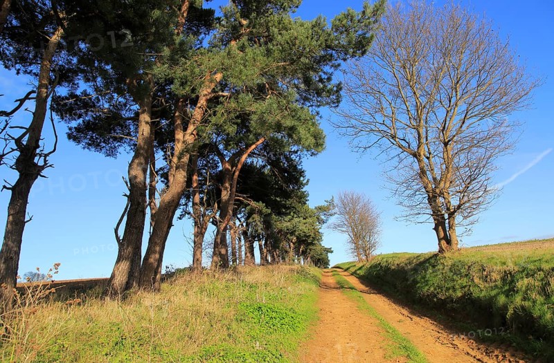 A line of Scots pine trees marking an field boundary in the countryside, Shottisham, Suffolk, England, United Kingdom, Europe