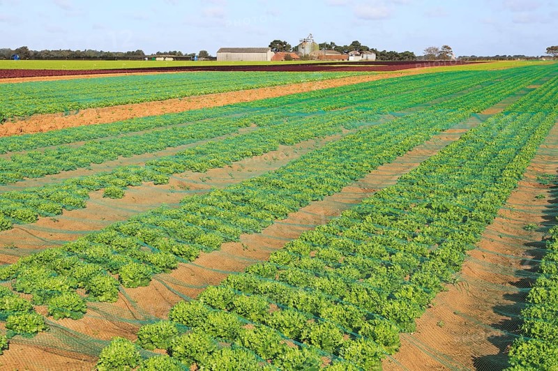 Lettuce crop growing in field, Buckanay Farm, Alderton, Suffolk, England, UK