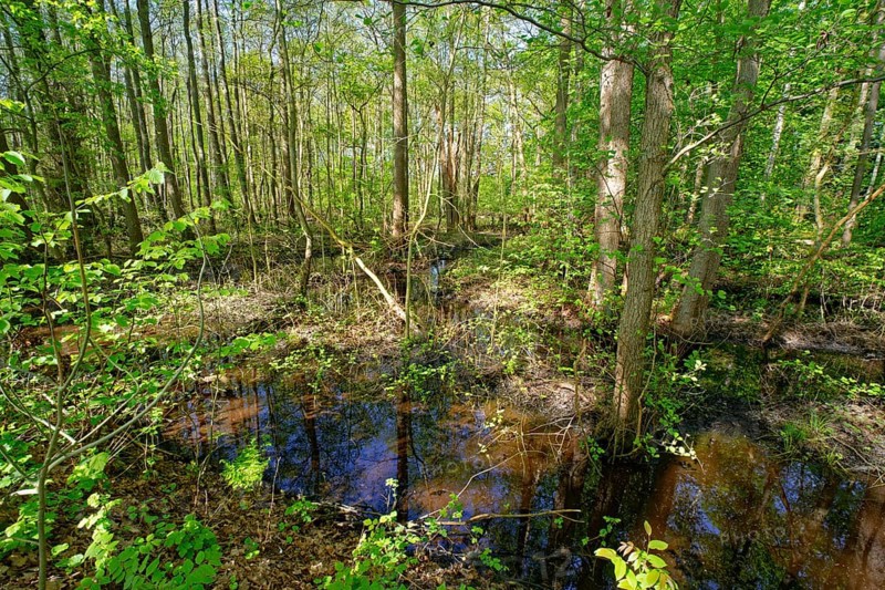 Trees grow in the water in the alluvial forest at Kirchwerder Mühlendamm, an old bird sanctuary in the Zollenspieker nature reserve. Kirchwerder, Hamburg, Germany, Europe
